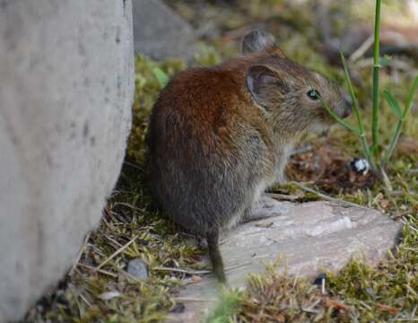 Image of Northern Red-backed Vole