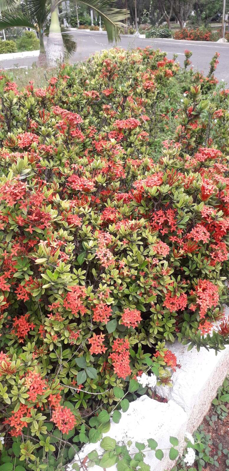 Image of ixora