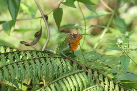 Image of Common green forest lizard