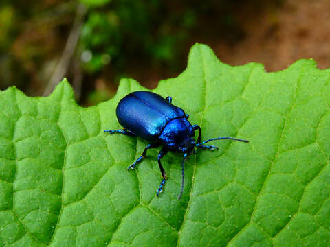 Image of Oreina cacaliae