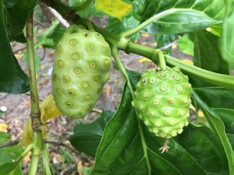 Image of Indian mulberry