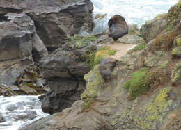 Image of Antipodean Fur Seal