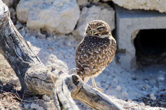 Image of Burrowing Owl