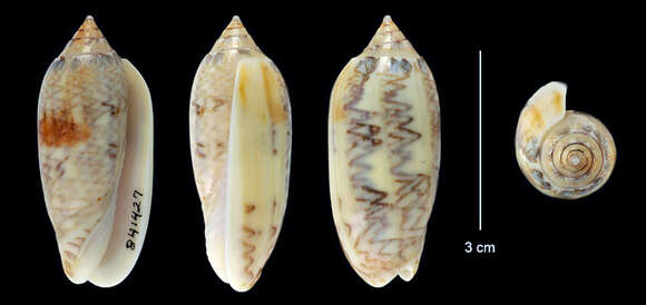 Image of Oliva barbadensis Petuch & Sargent 1986