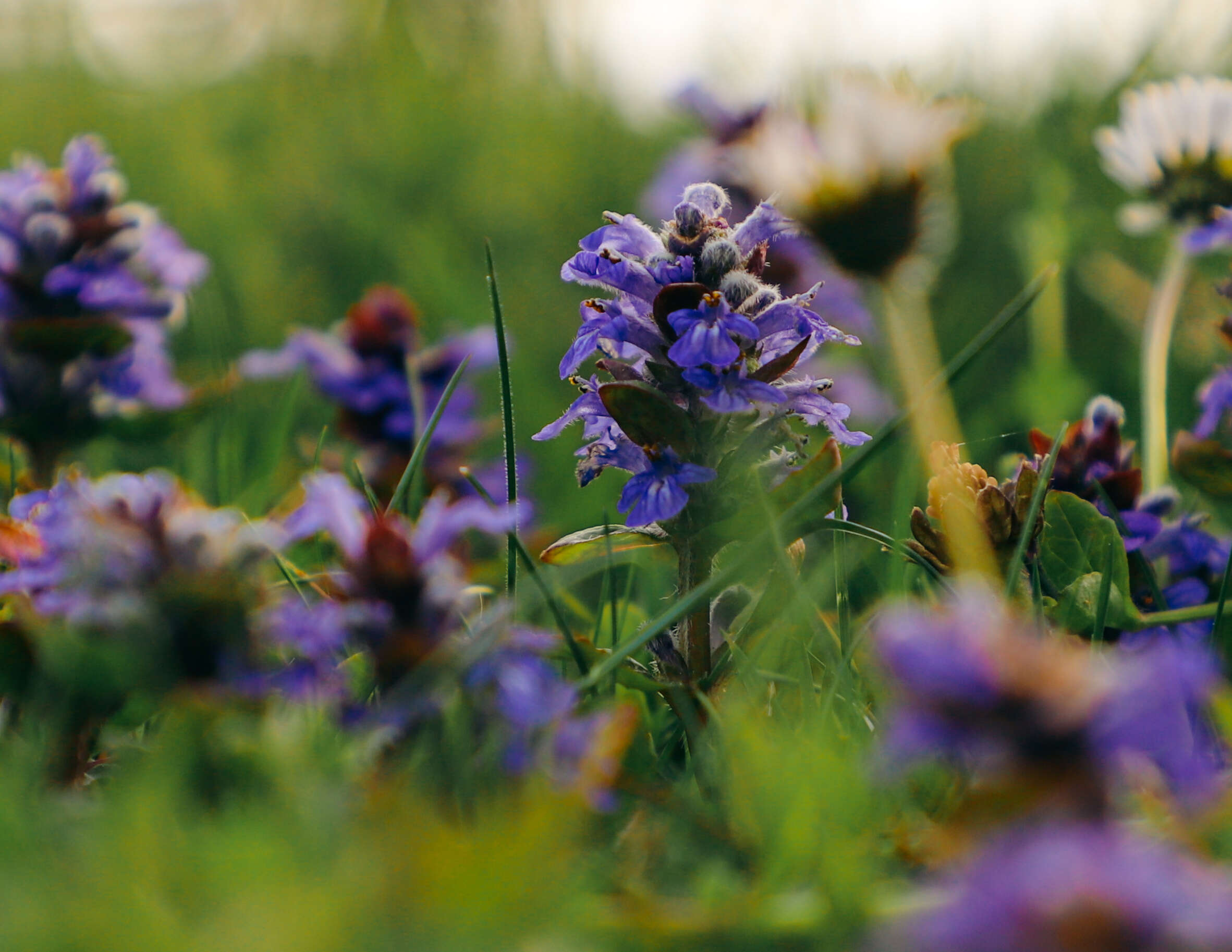 Image of common selfheal