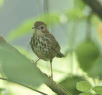 Image of Puff-throated Babbler