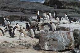 Image of Macaroni Penguin