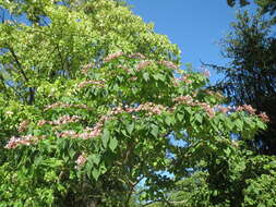 Imagem de Clerodendrum trichotomum Thunb.