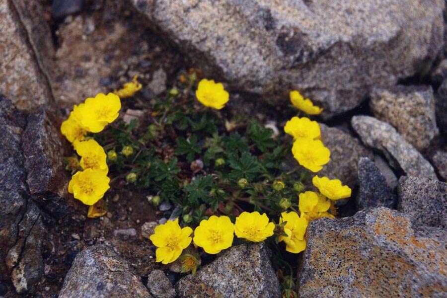 Image of Potentilla aurea L.