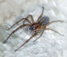 Image of Black lace-weaver