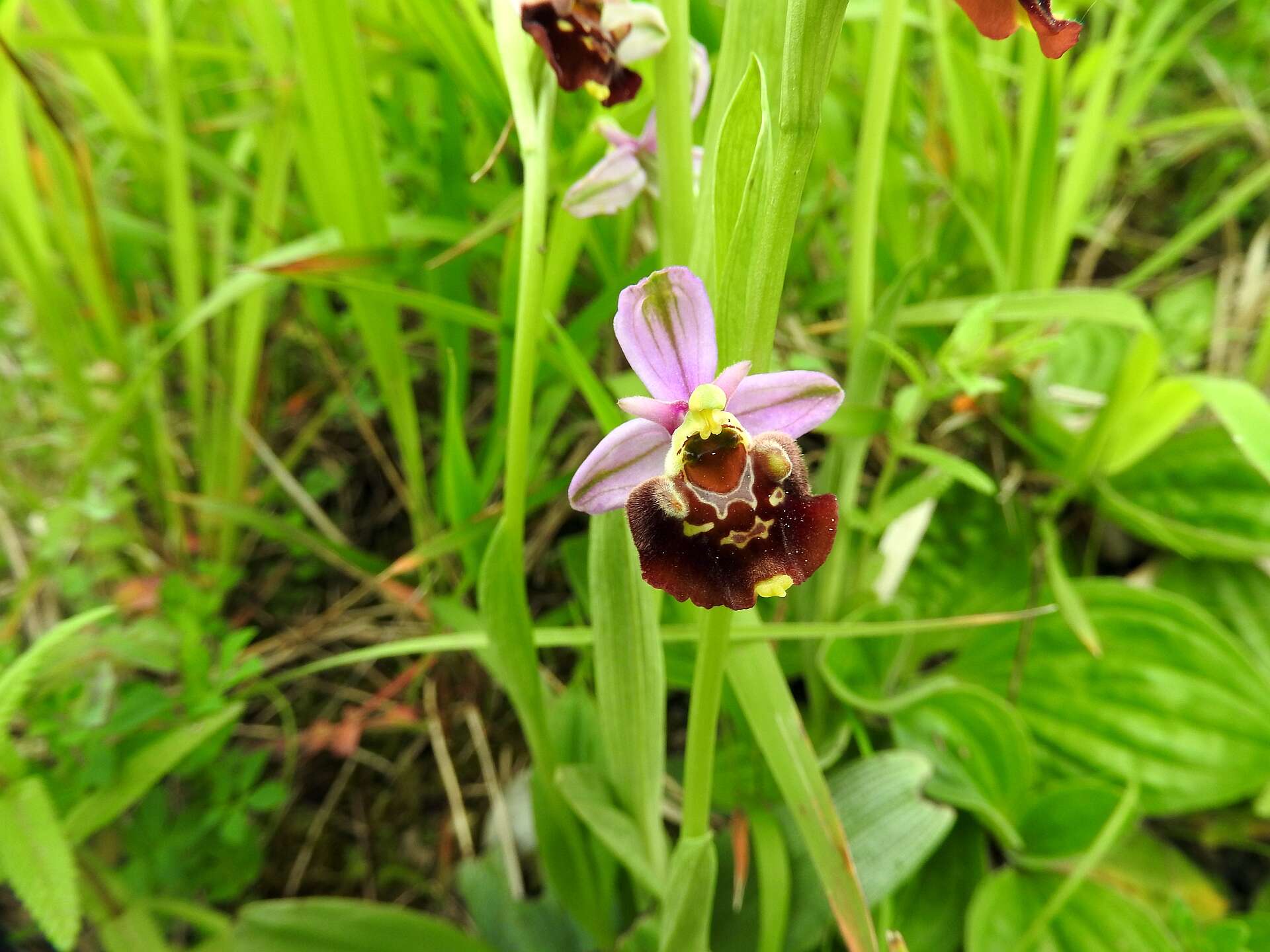 Image of Ophrys holosericea