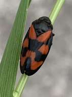 Image of Red-and-black Froghopper