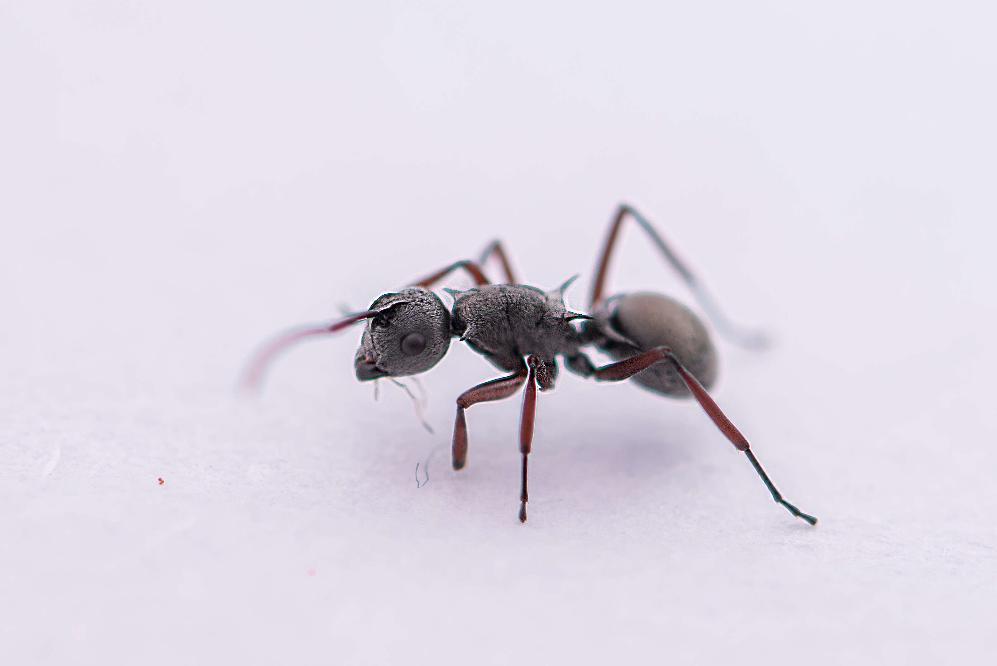 Image de Polyrhachis tibialis Smith 1858