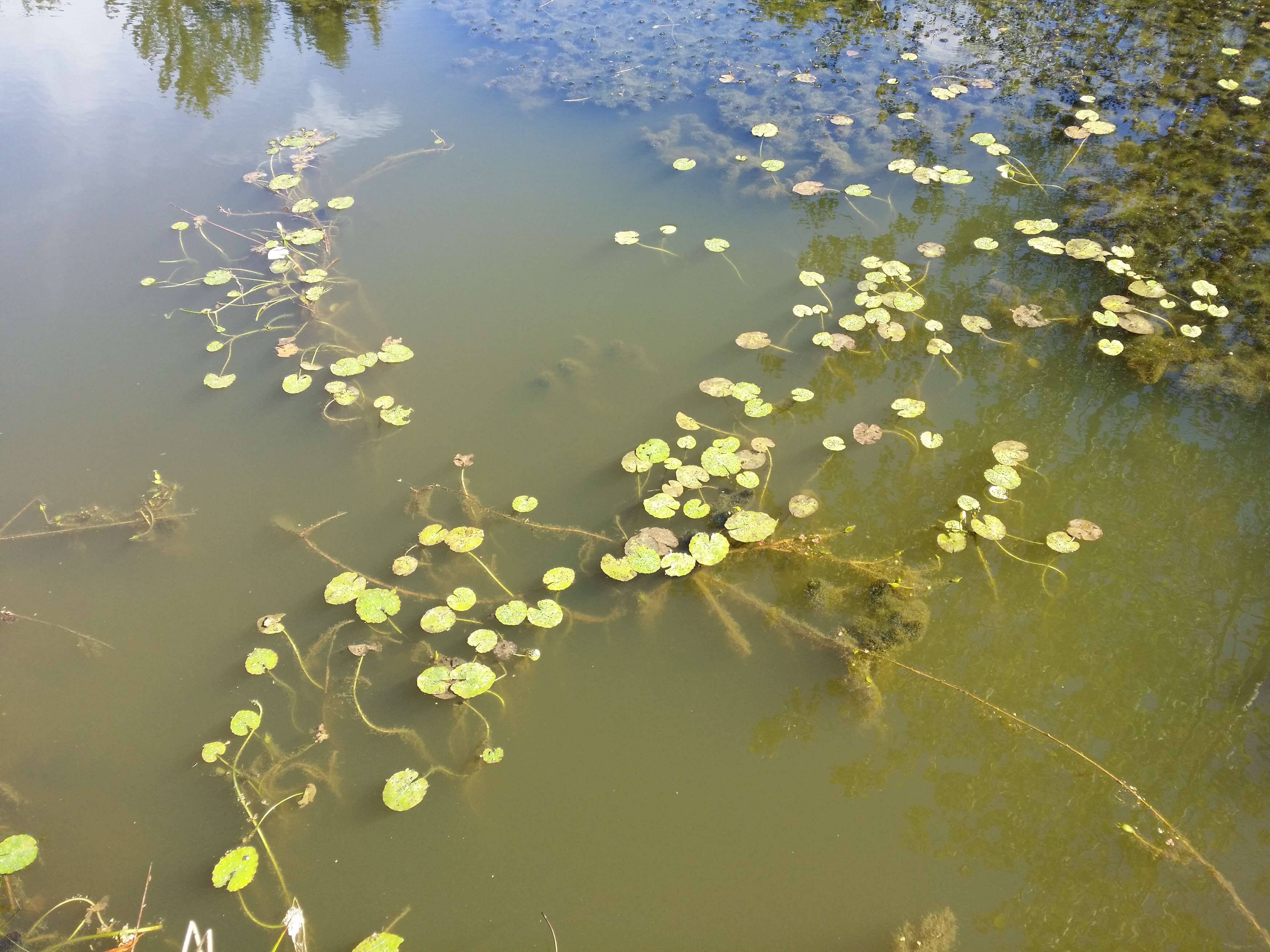 Image of yellow floatingheart