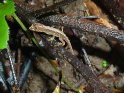 Image of Humble Anole