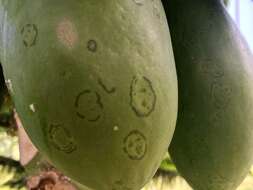 Image of Papaya ringspot virus