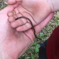 Image of Black-headed Centipede Eater