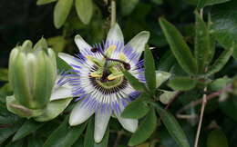 Image of Blue Passion Flower