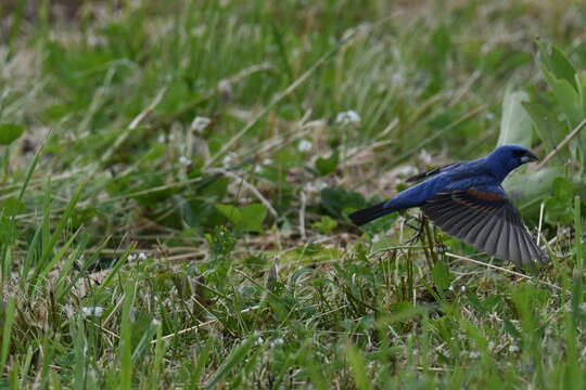 Image of Blue Grosbeak