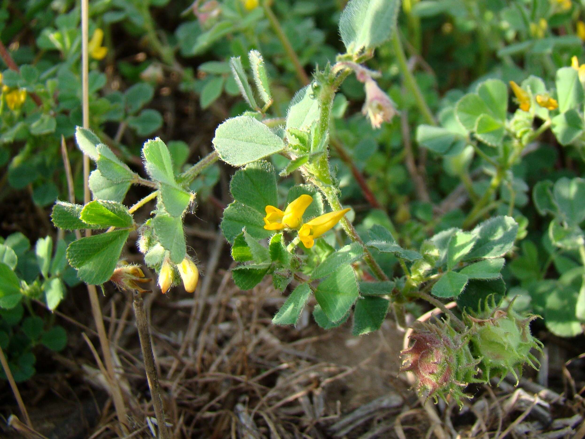 Слика од Medicago rigidula (L.) All.