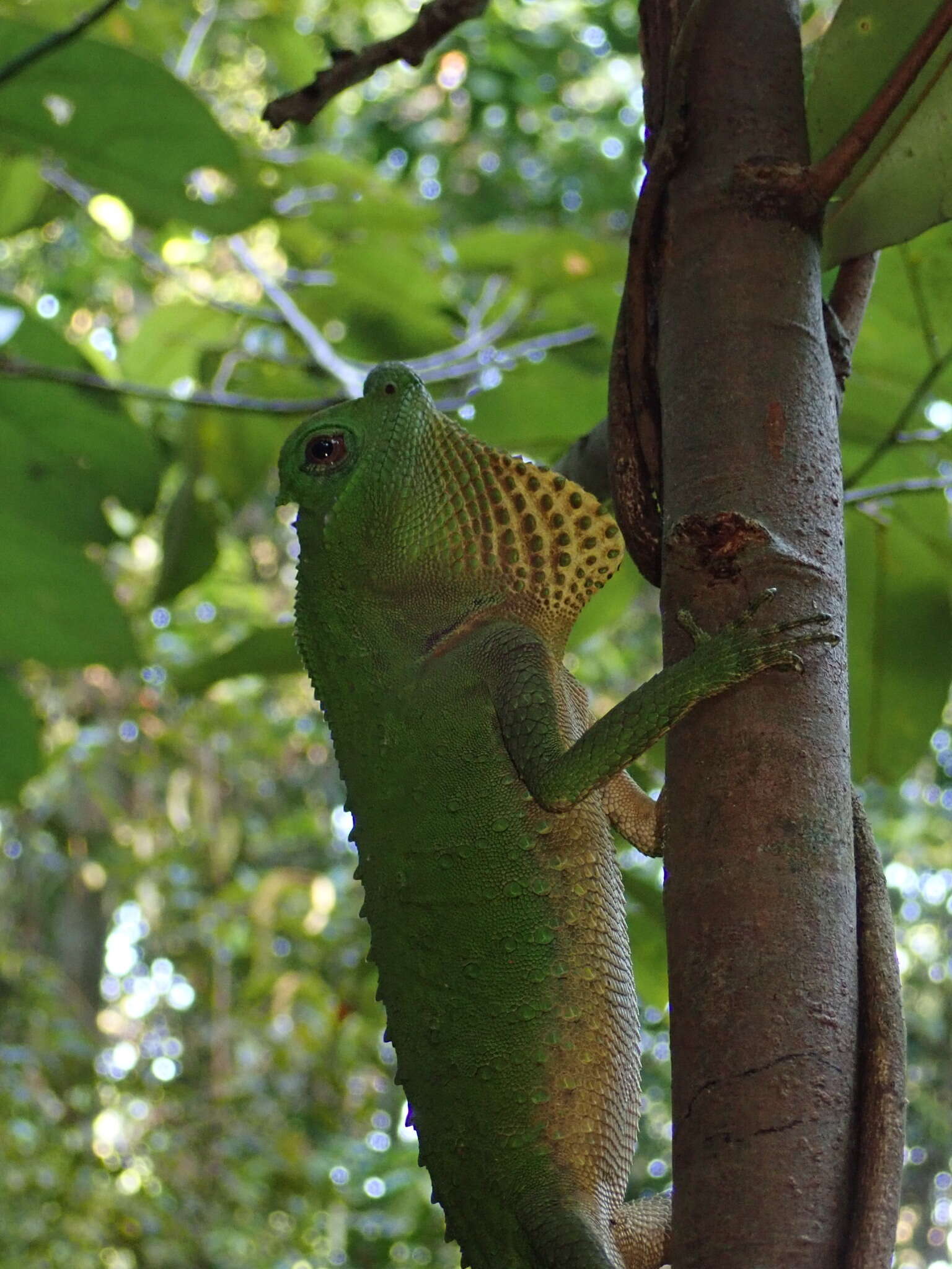 Image of LyreShead Lizard