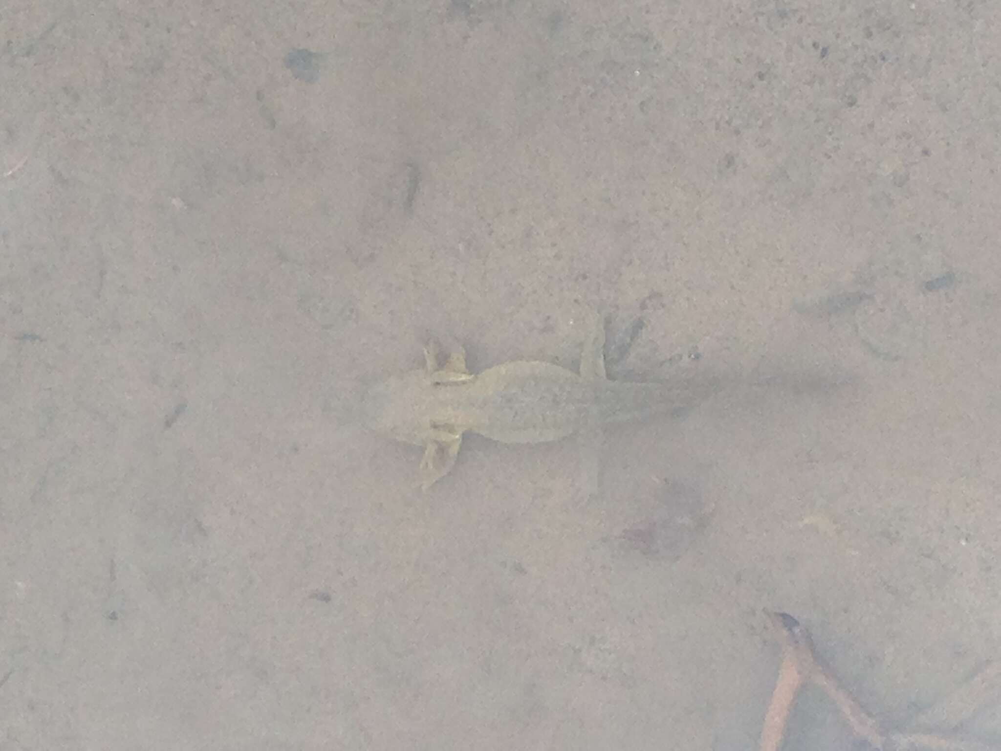 Image of Barred Tiger Salamander