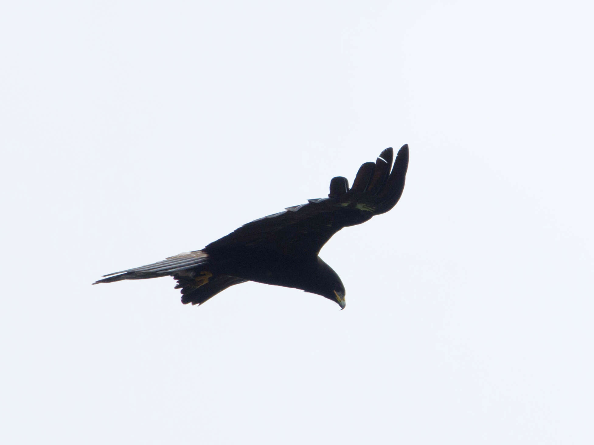 Image of Black Eagle