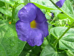 Image of Thunbergia battiscombei Turrill