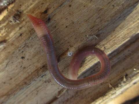 Image of earthworms