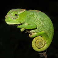 Image of West Usambara Blade-horned Chameleon