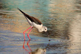 Image of Black-winged Stilt