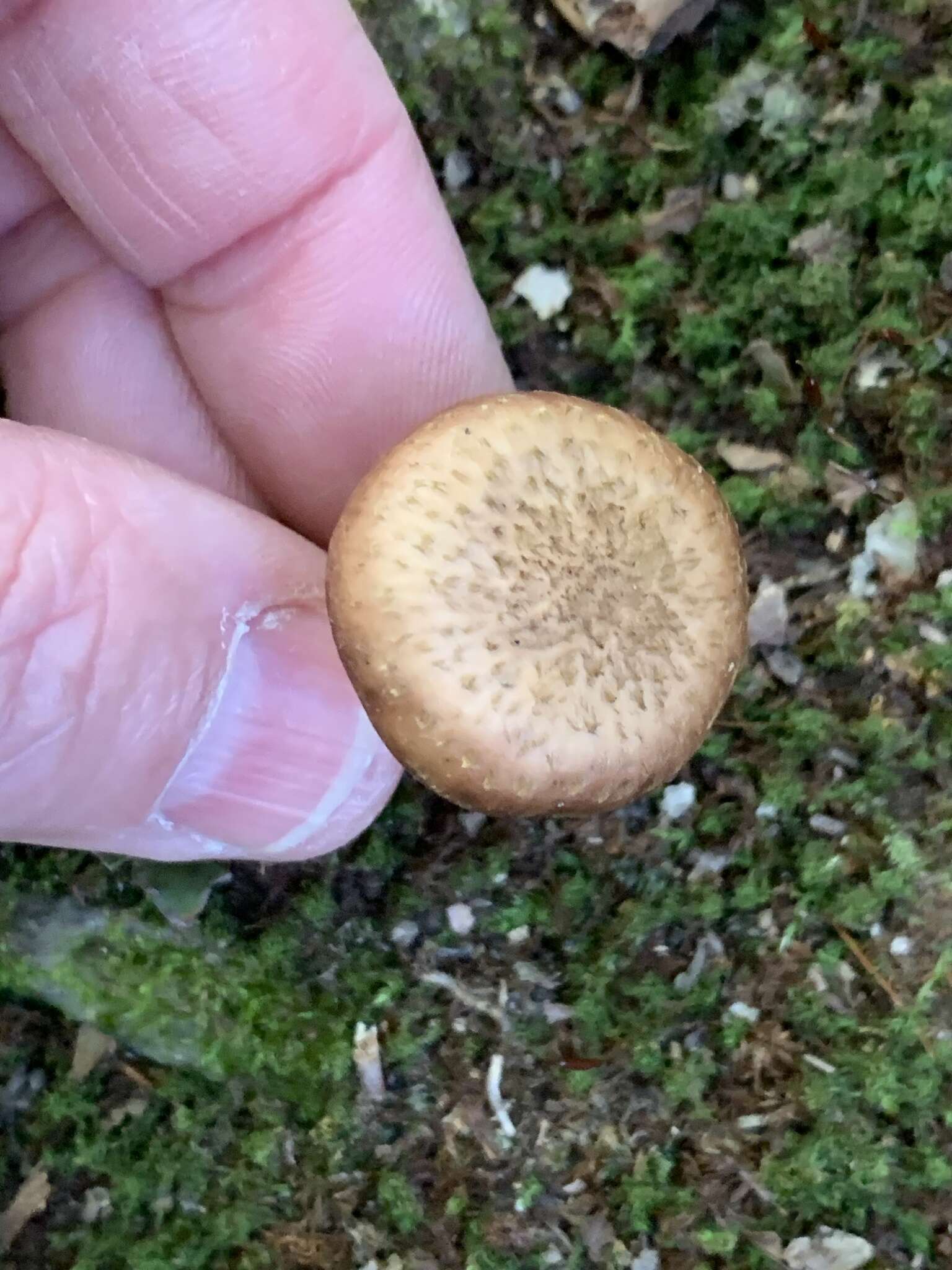 Image of Armillaria gallica Marxm. & Romagn. 1987