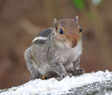 Image of Jungle Palm Squirrel