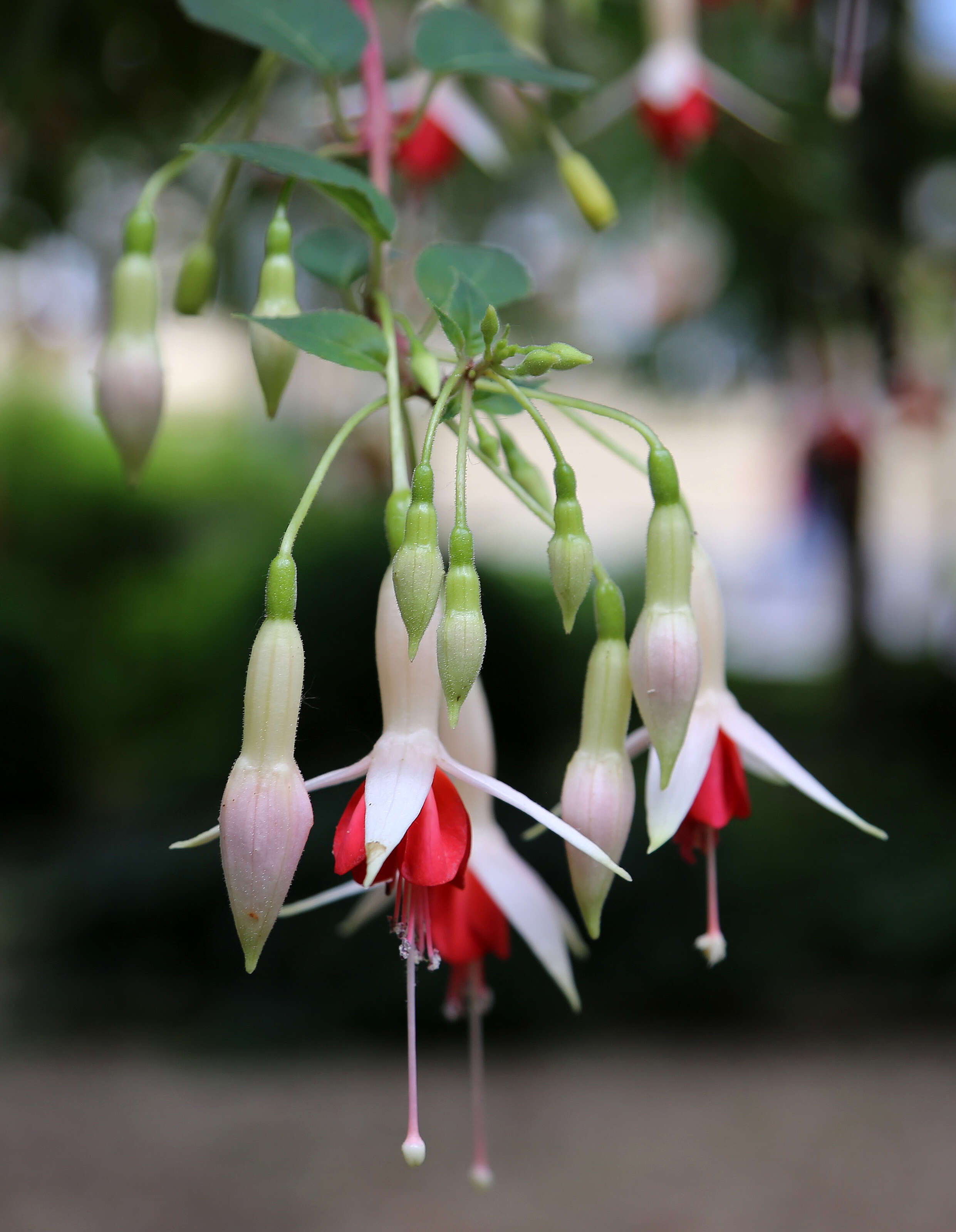 Fuchsia magellanica Lam. resmi