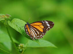 Plancia ëd Danaus (Anosia) melanippus Cramer 1777