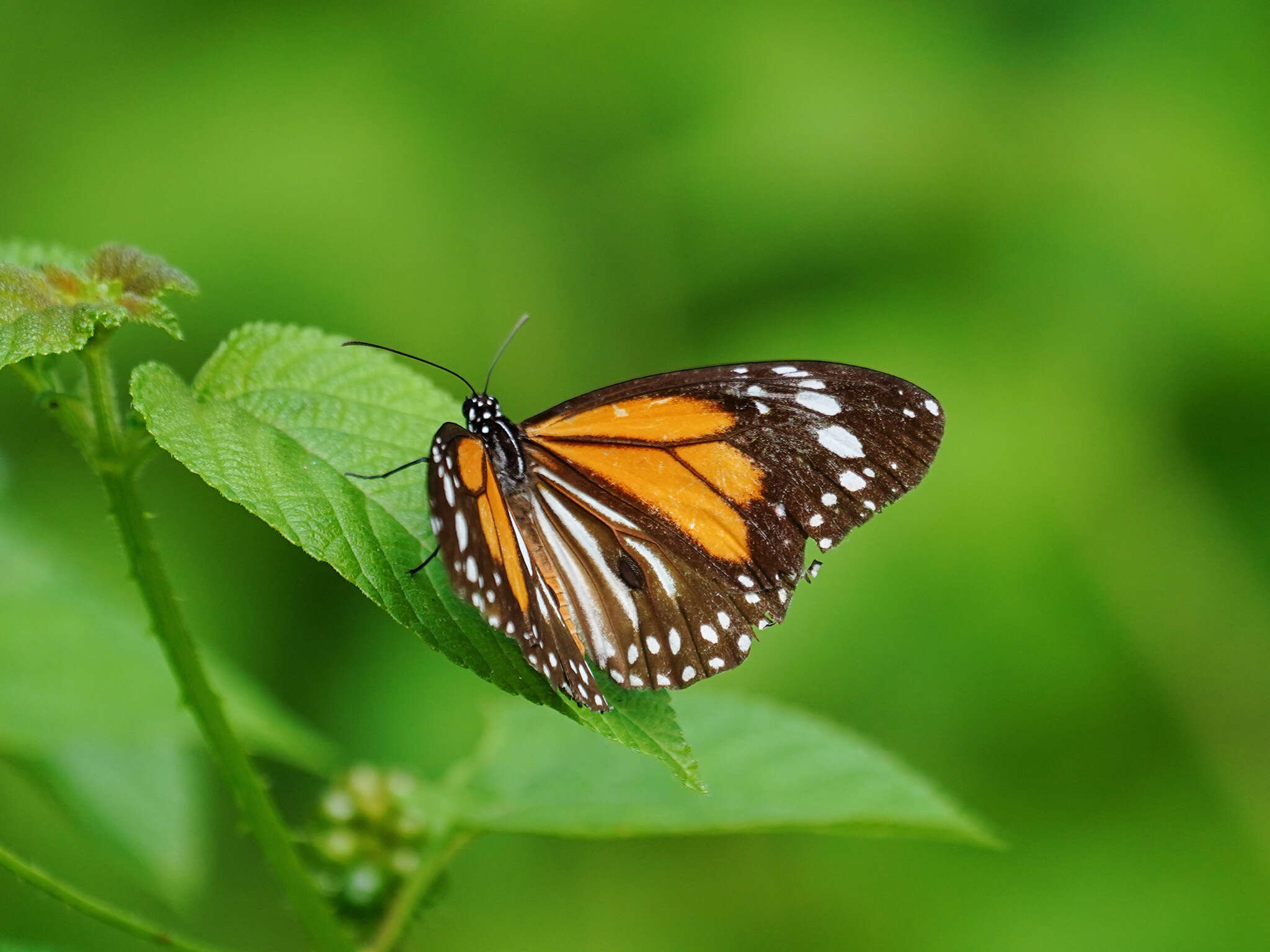 Plancia ëd Danaus (Anosia) melanippus Cramer 1777