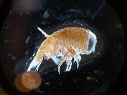 Image of jellyfish amphipods