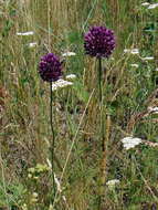 Image of sand leek