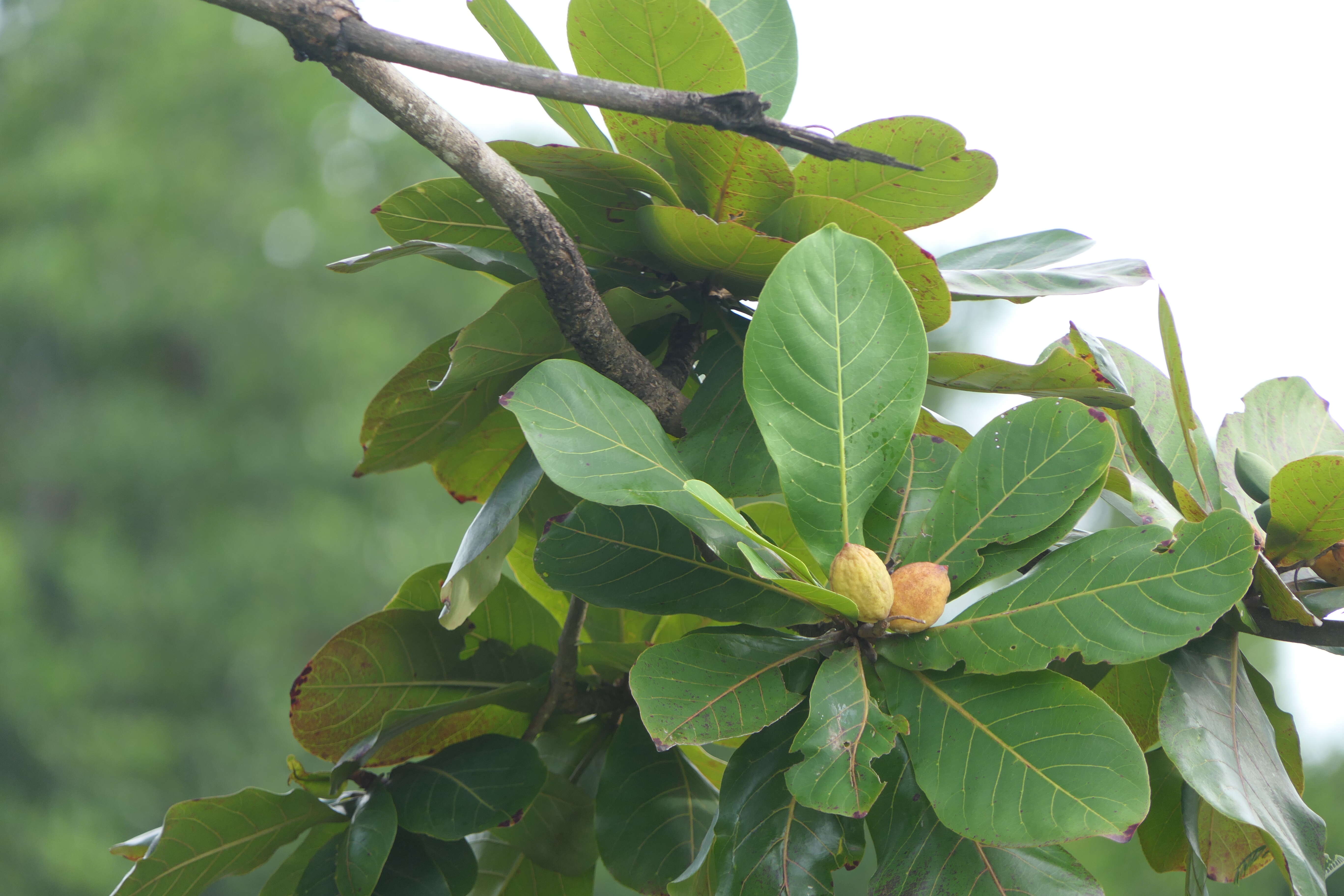 Image of tropical-almond