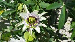 Image of Blue Passion Flower