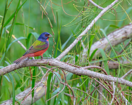 Image of Painted Bunting