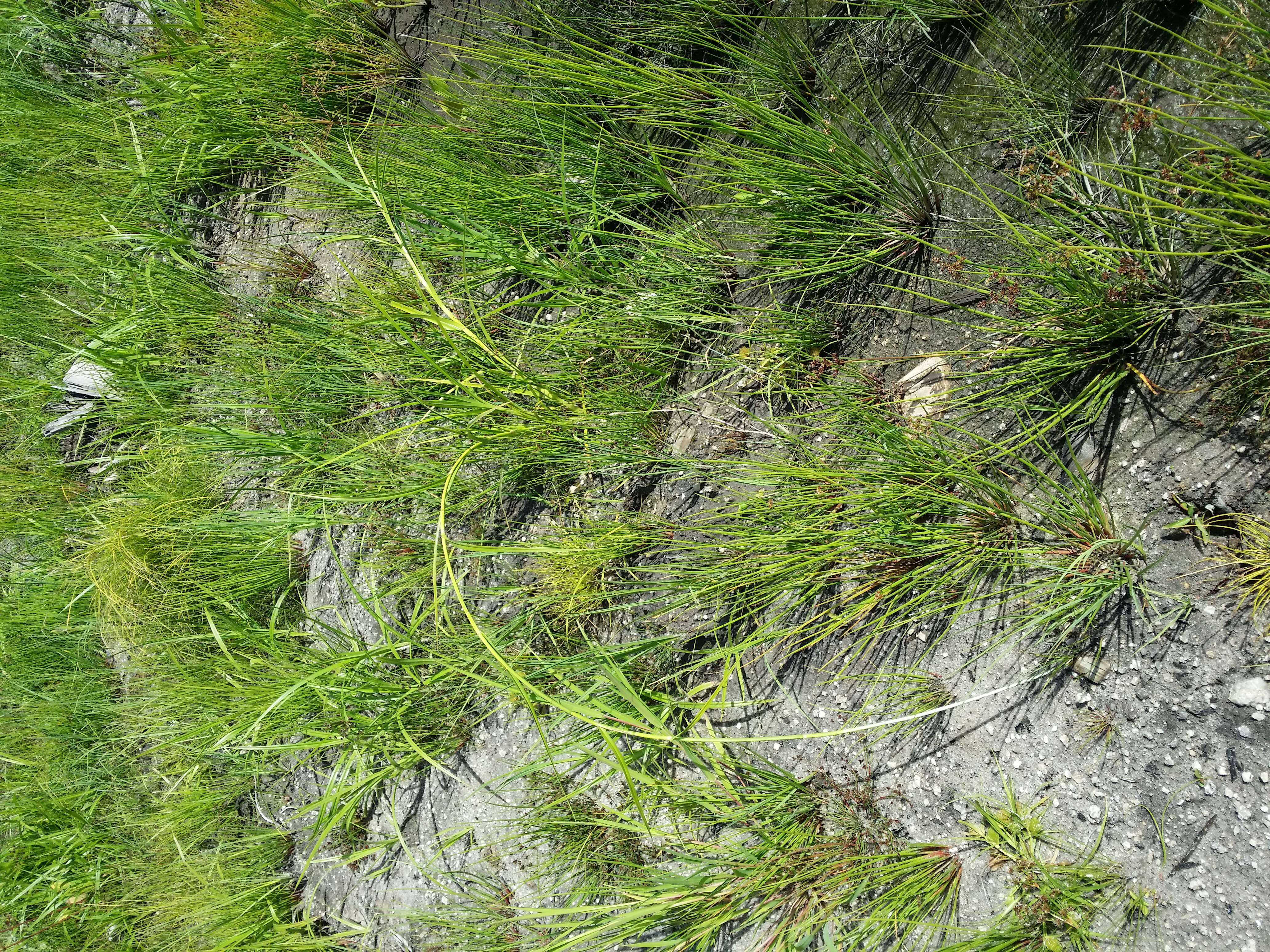 Image of Scirpus radicans Schkuhr