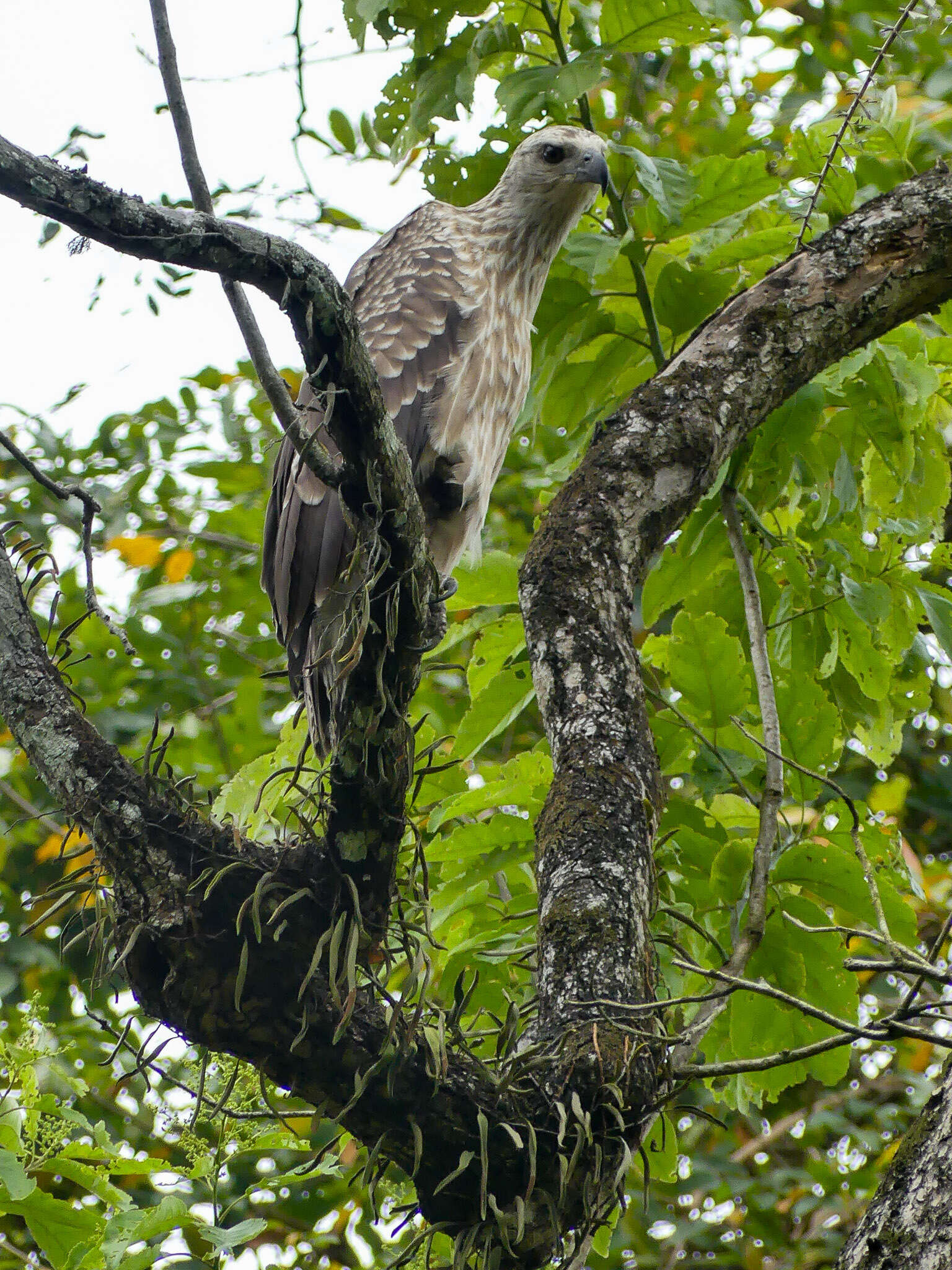 Image de Pygargue à tête grise