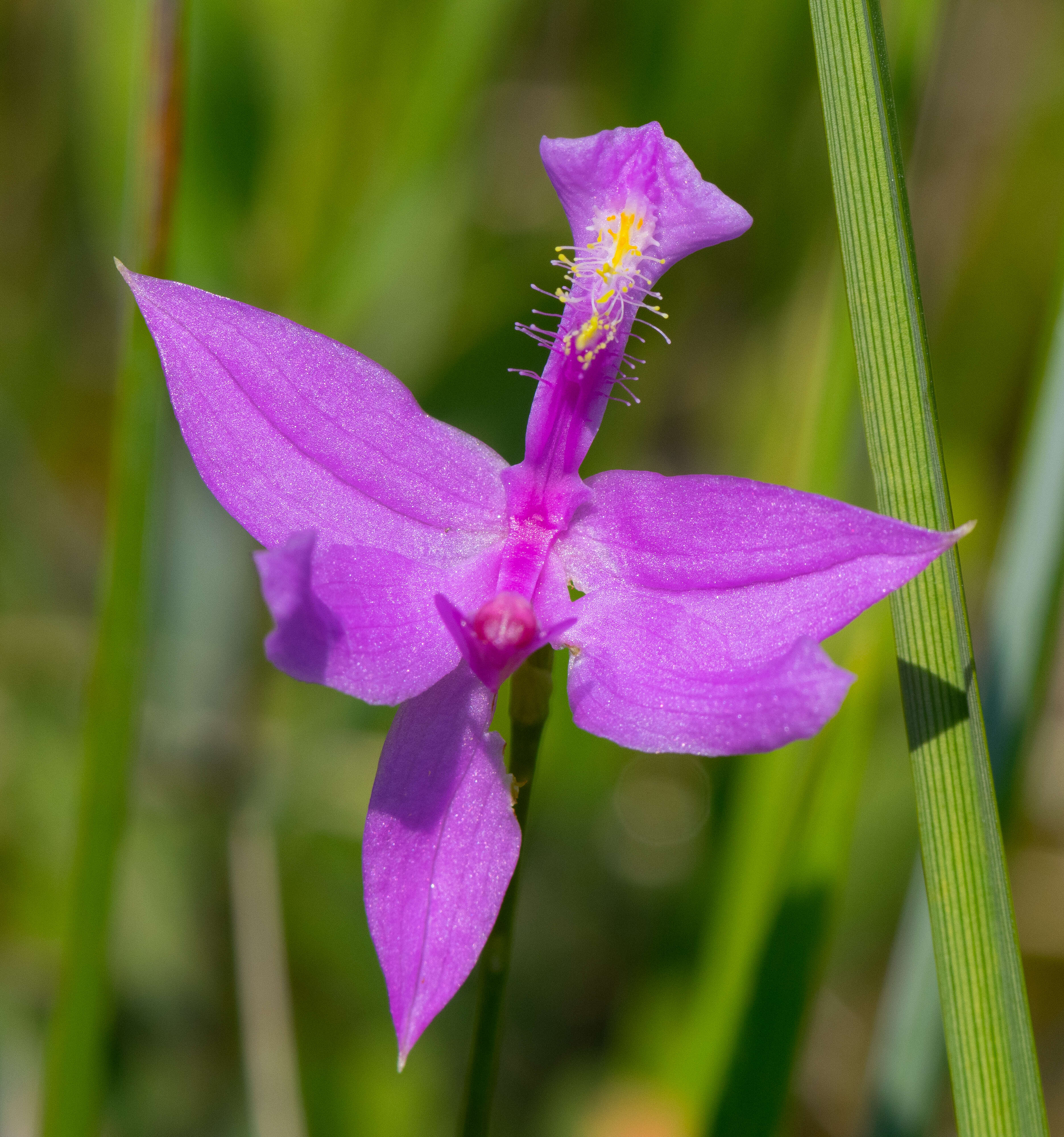 Image of tuberous grasspink