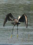 Image of Western Reef Heron