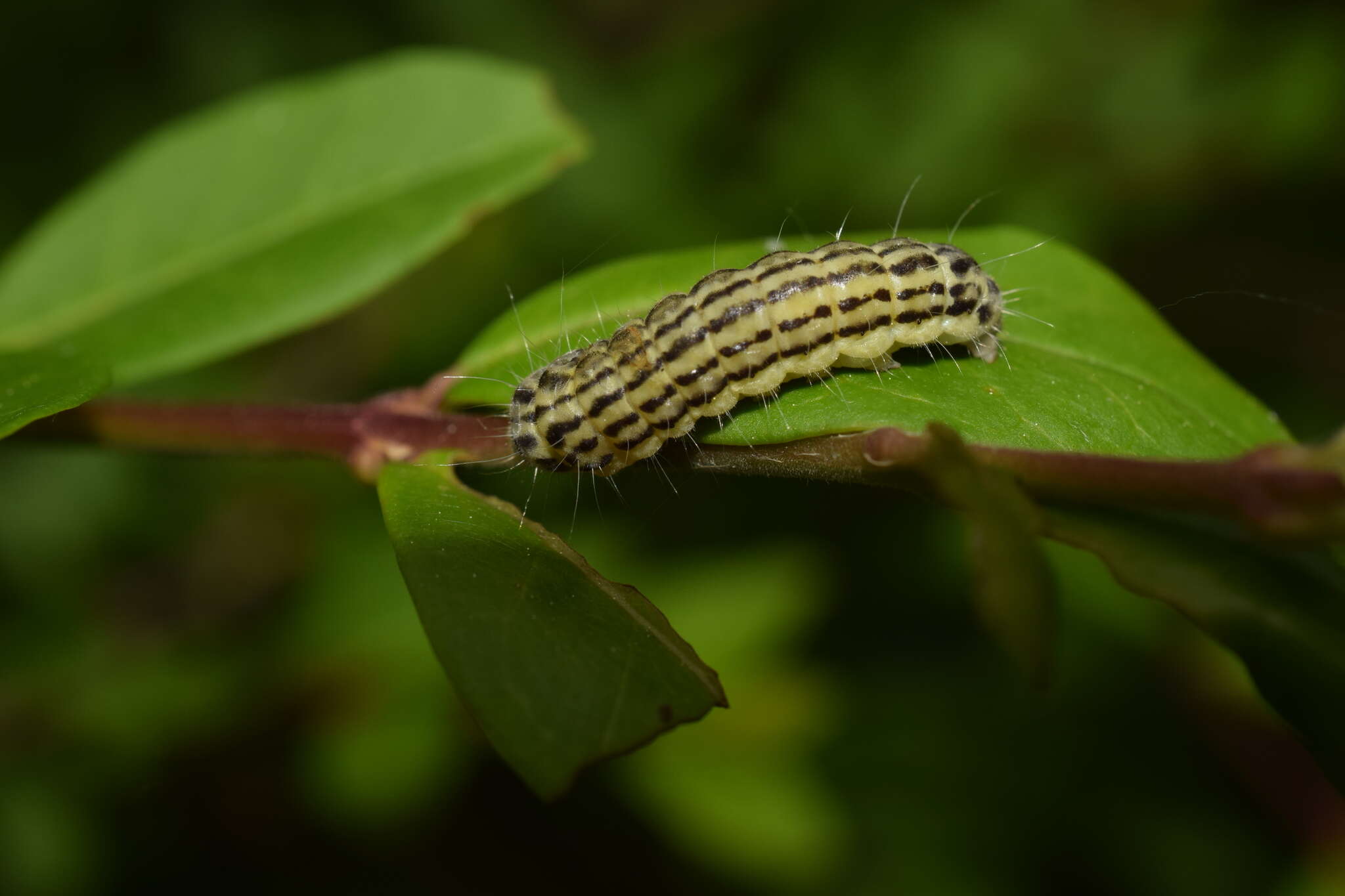 Plancia ëd Pryeria sinica