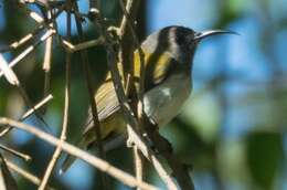Image of Grey-hooded Sunbird