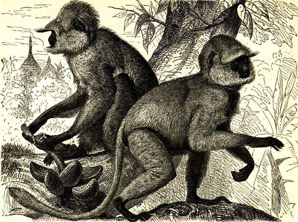 Слика од Semnopithecus entellus (Dufresne 1797)