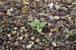 Image de Chenopodiastrum hybridum (L.) S. Fuentes, Uotila & Borsch