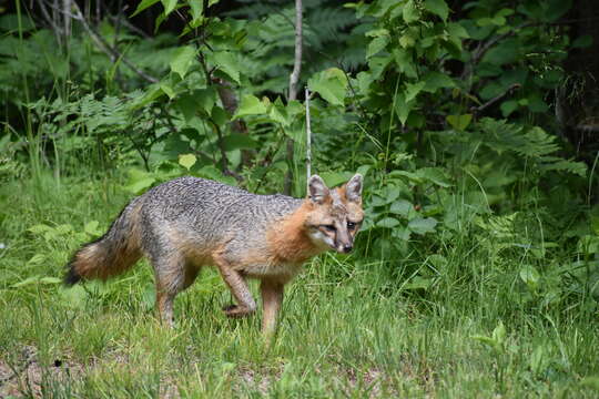 Image of Grey Foxes